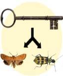 Insect Identification Key