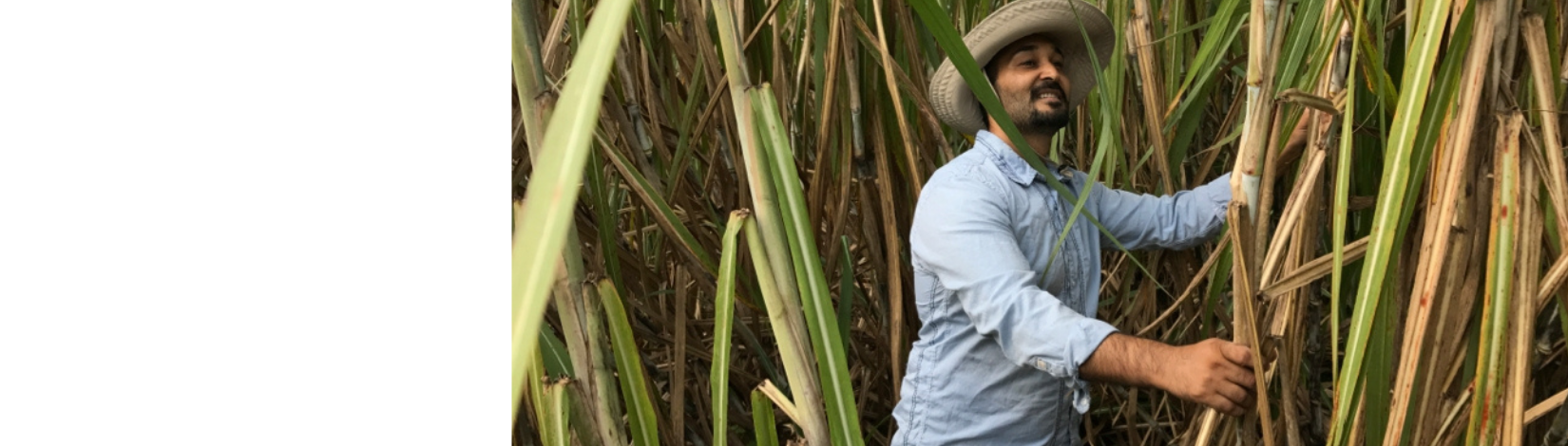 Man standing between sugarcane