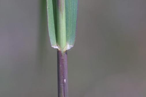 fall panicum