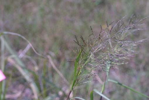 fall panicum