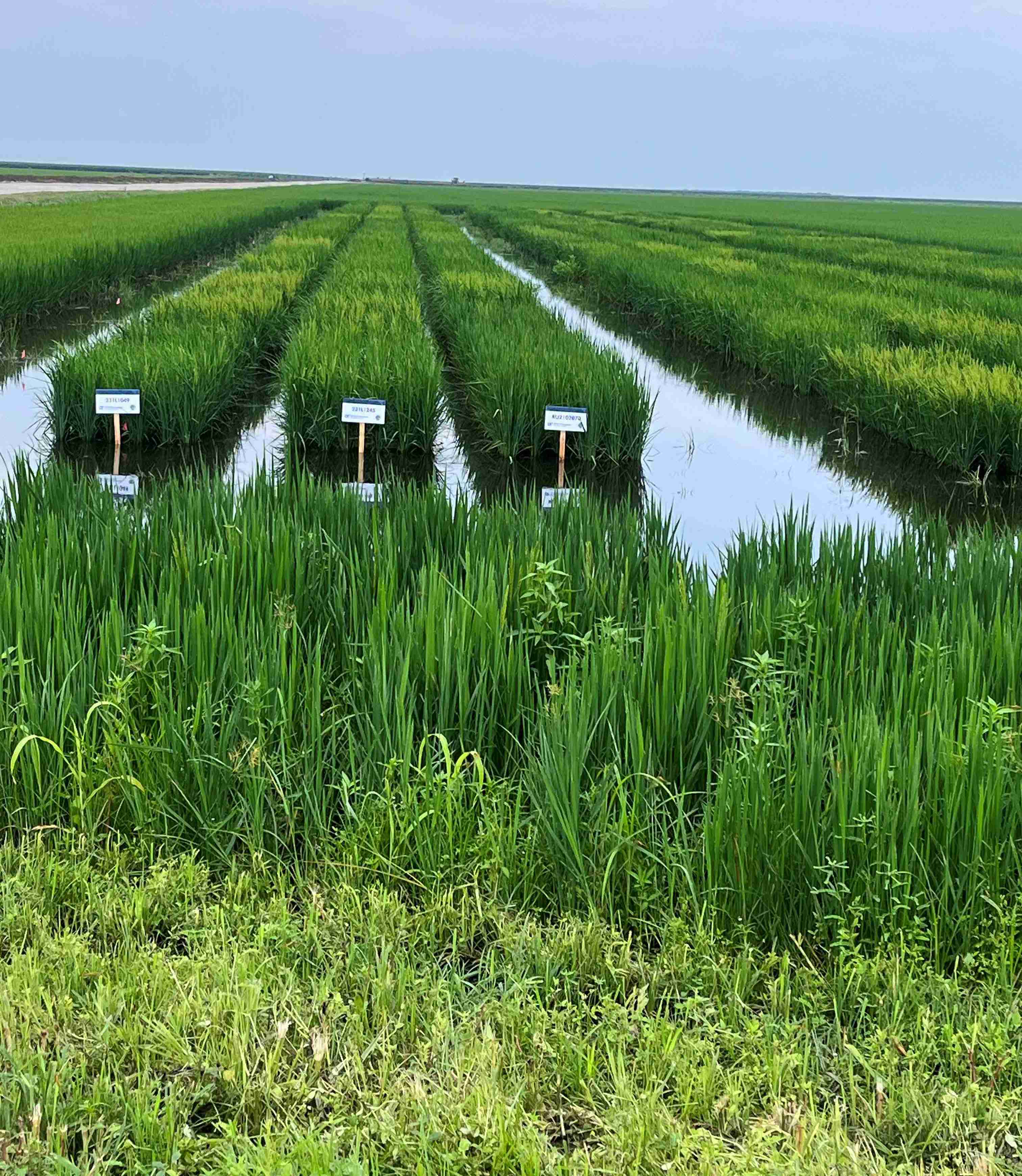 picture of rice field