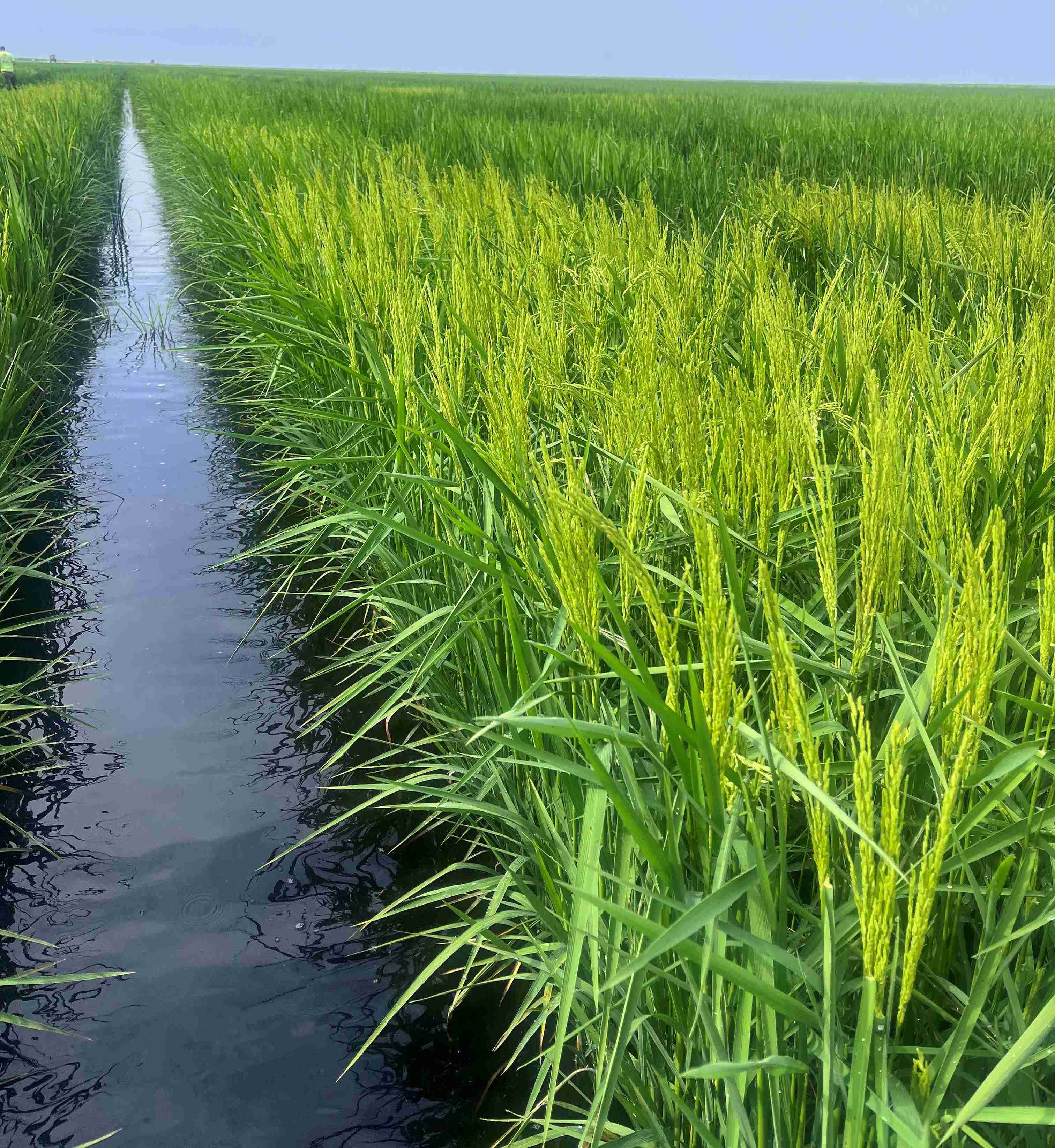 picture of rice in field